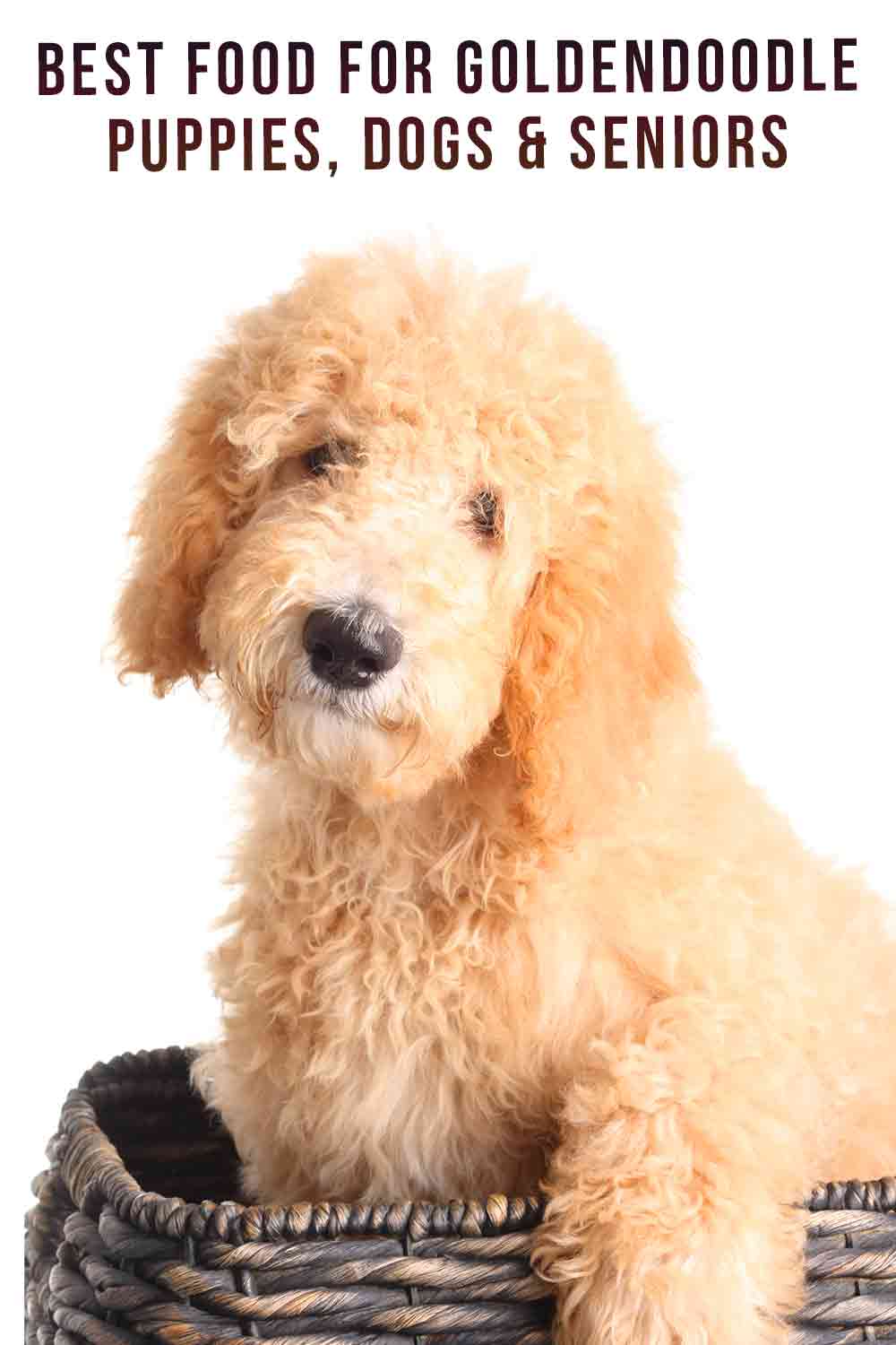 Best Food For Goldendoodle Puppies, Dogs & Seniors_