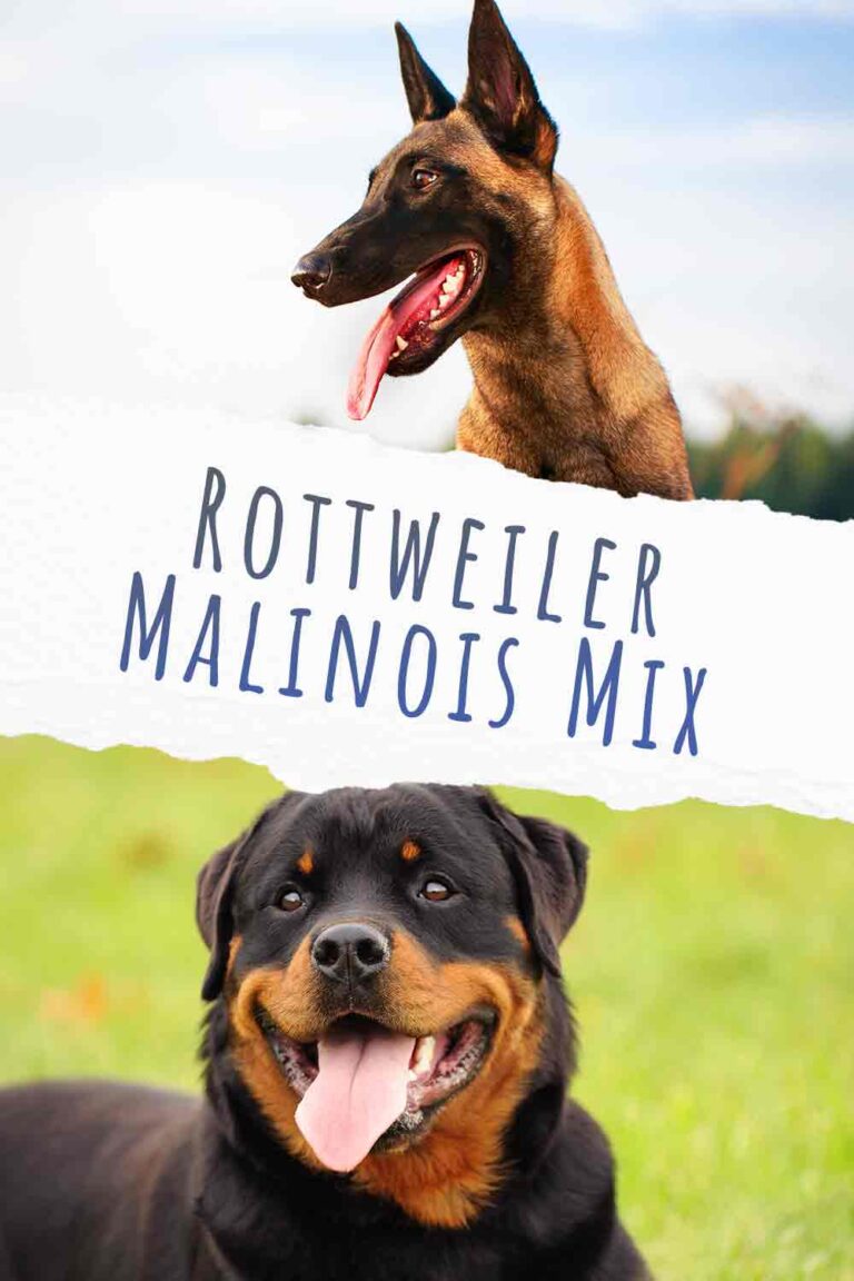 Rottweiler Malinois Mix - Your Guide To This Cross Breed Puppy