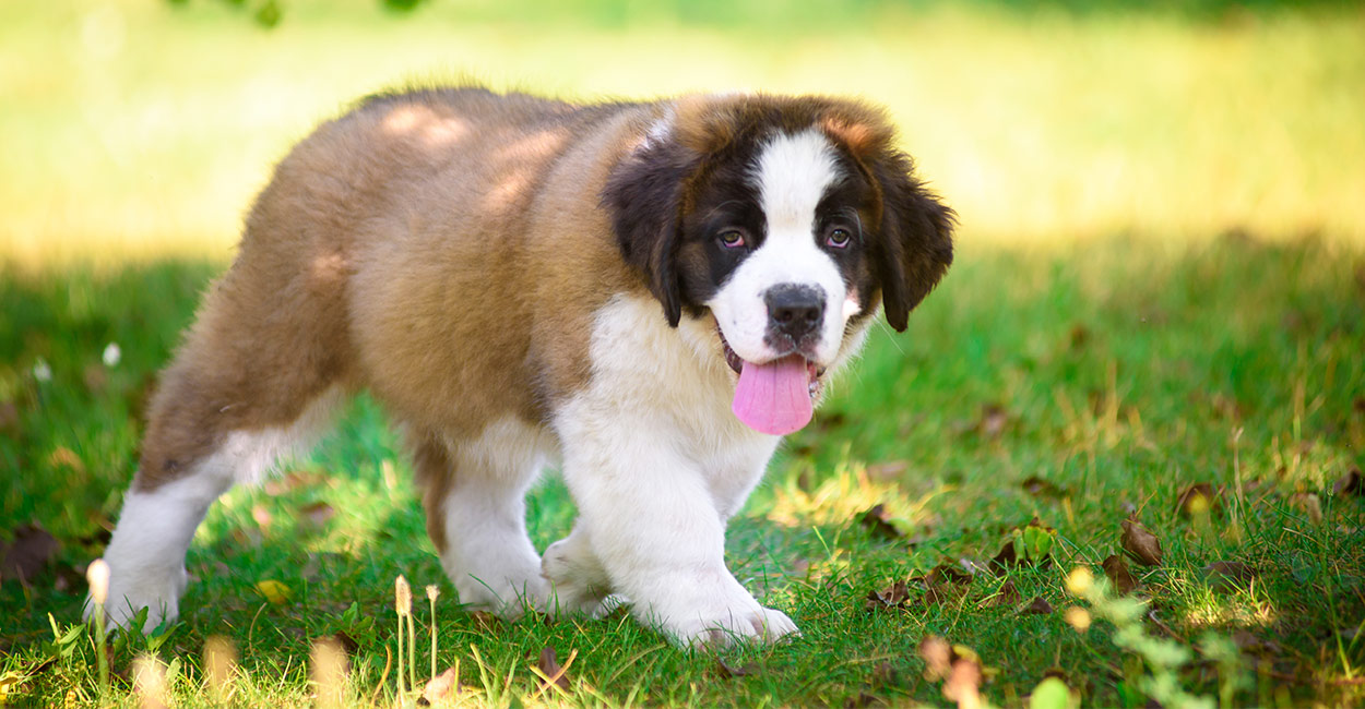 short coated st bernard