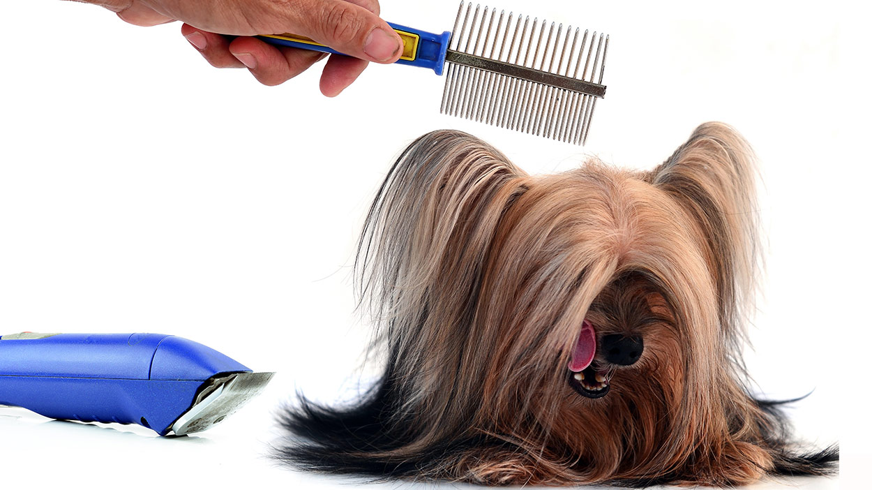 brush for yorkie puppy