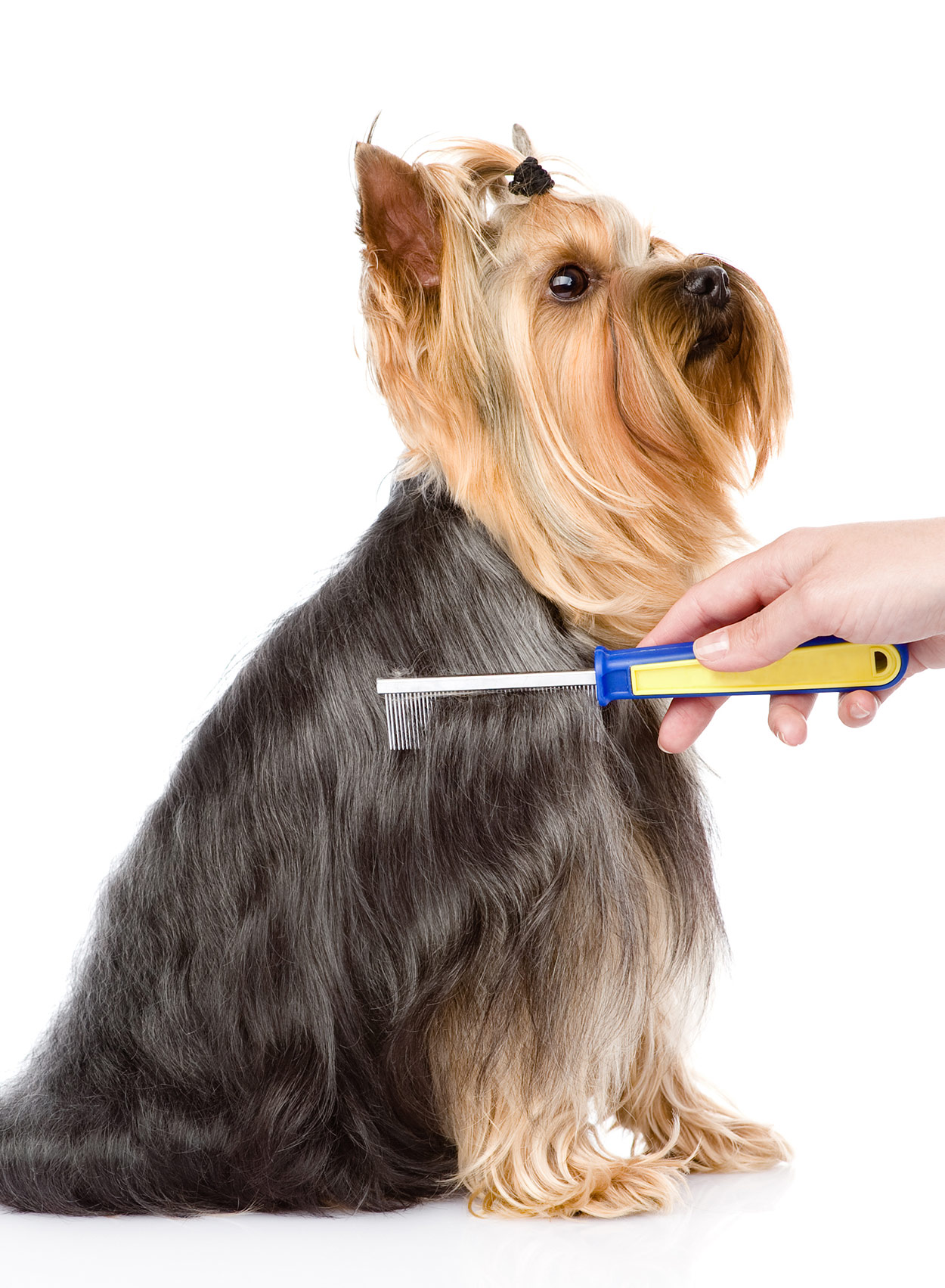 yorkie brushes combs