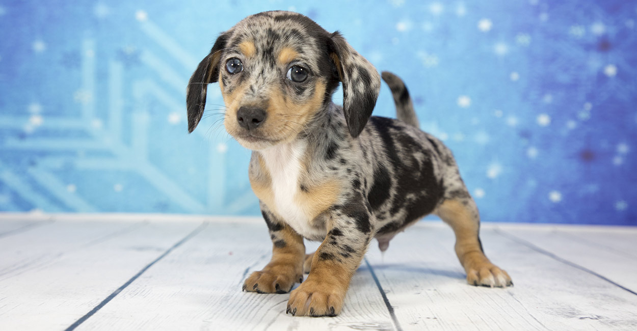 chi dachshund