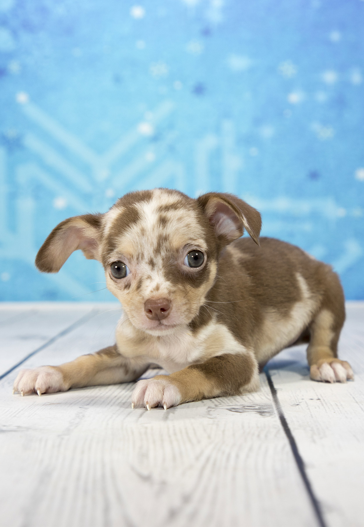 what is the best dog food for a chiweenie