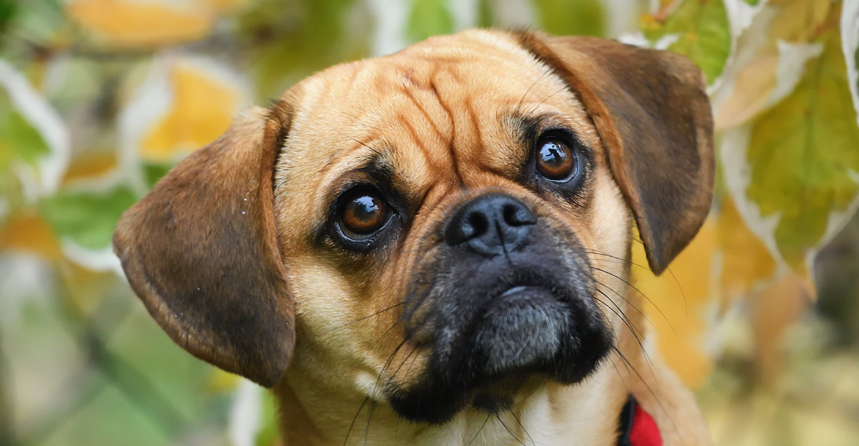 beagle pug mix puppy