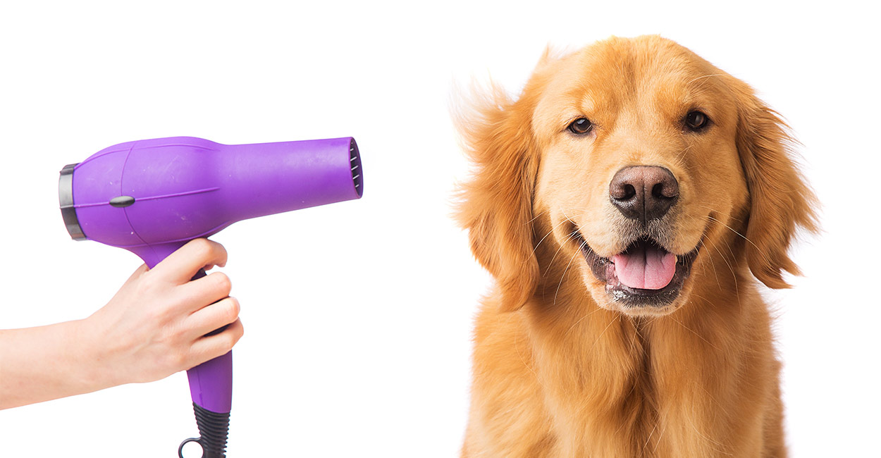 best shampoo for golden retriever