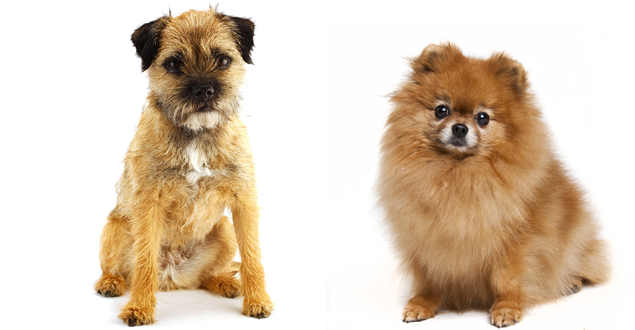 The Border Terrier Pomeranian Mix Everything You Need To Know