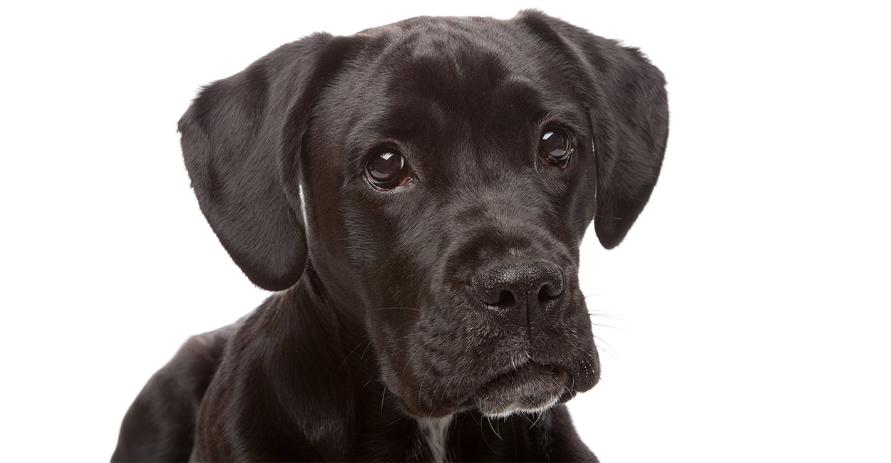 chocolate lab boxer mix