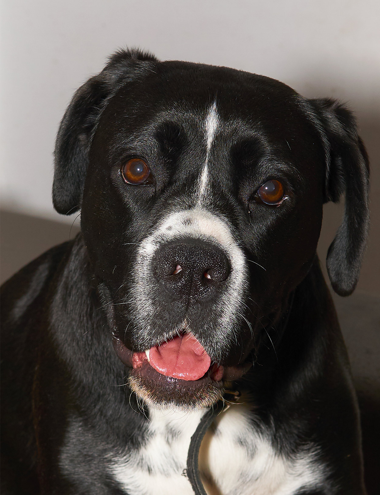 are boxer lab mixes good family dogs