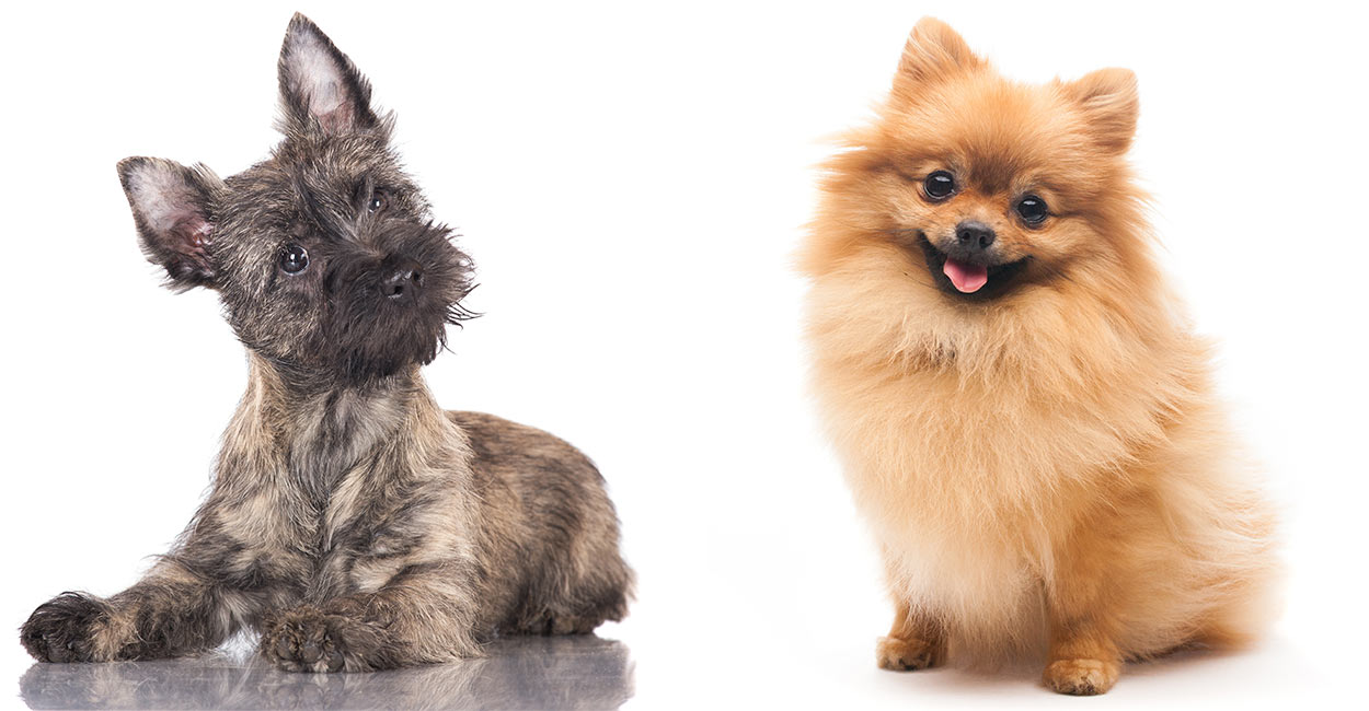 popular pomeranian mixes