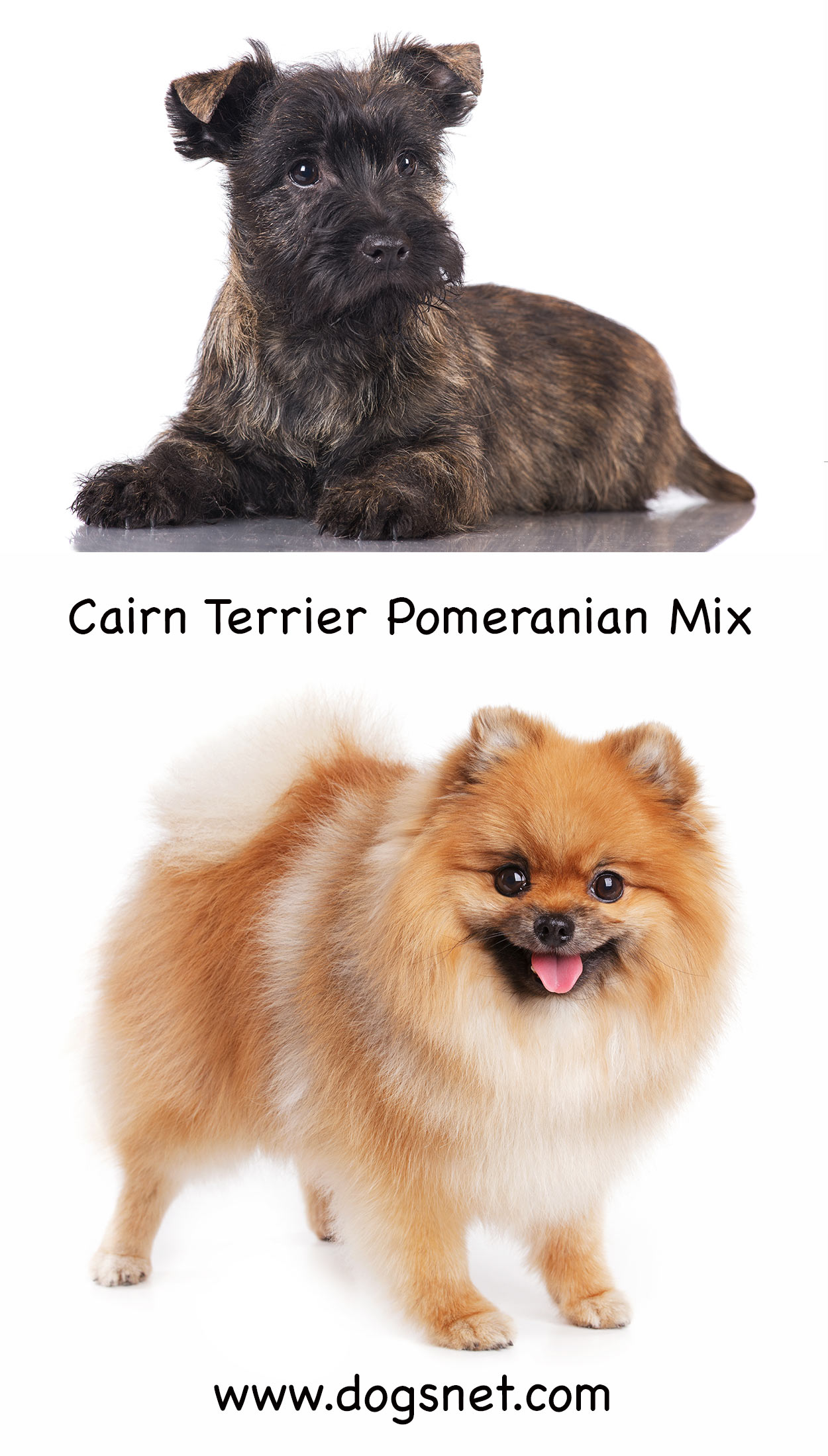 cairn terrier pomeranian