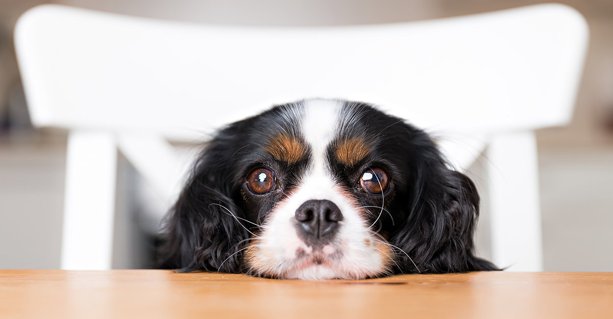 is cereal bad for dogs