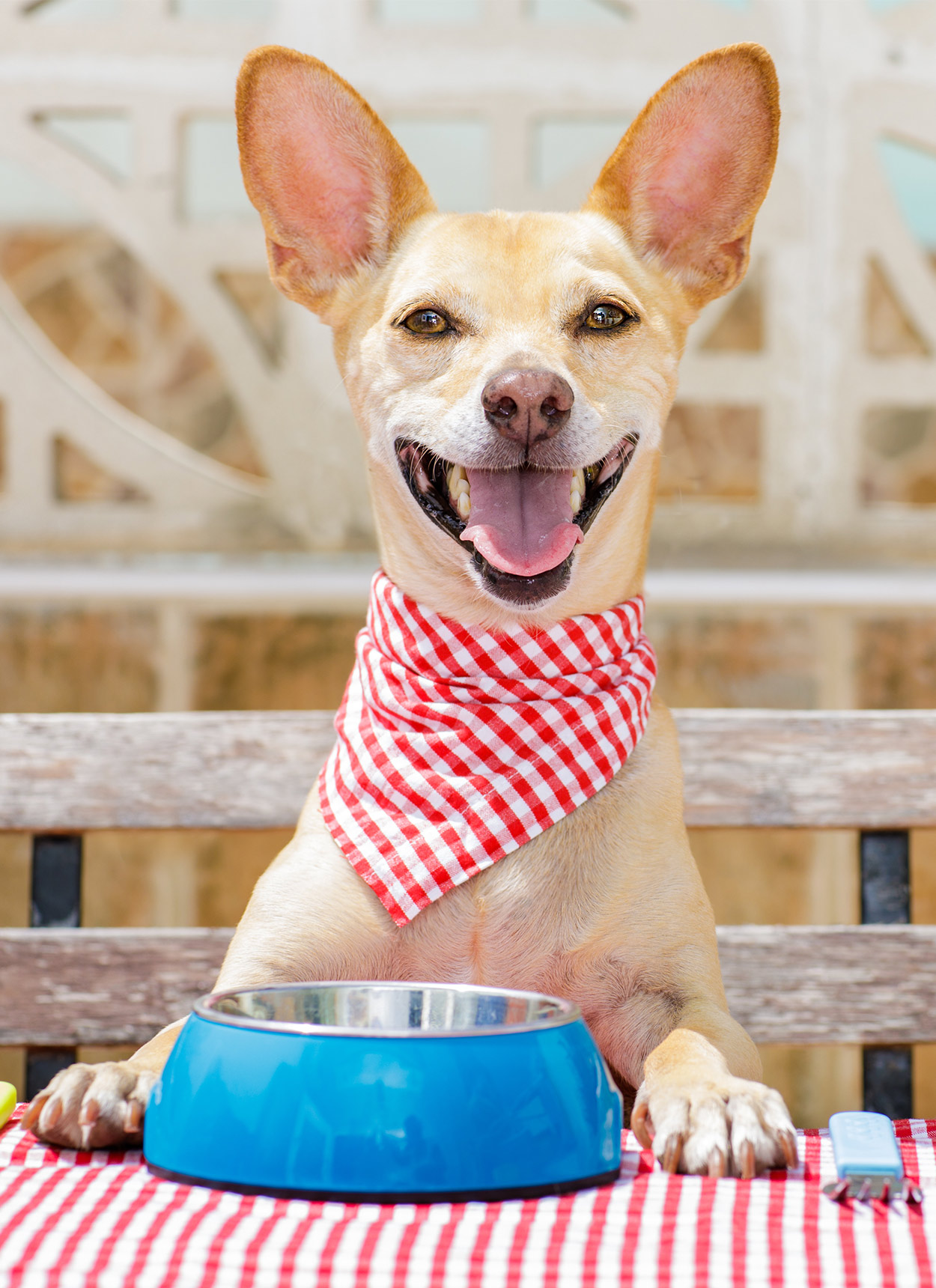 犬はチェリオを食べていいのか