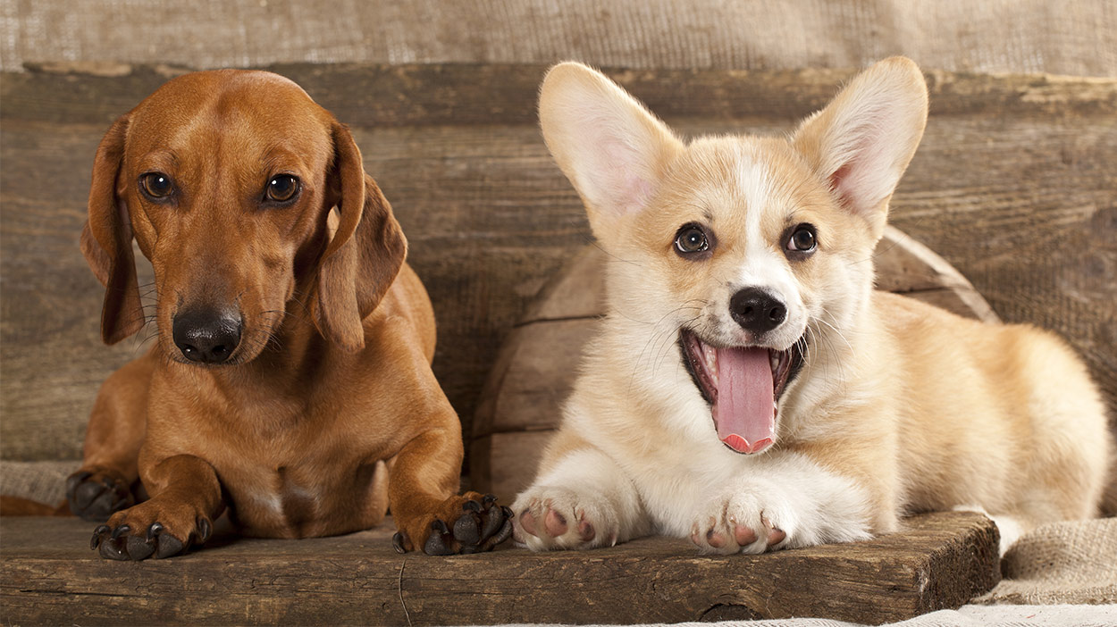 Dachshund Mix The Pros And Cons Of This Pint Sized Cross Breed