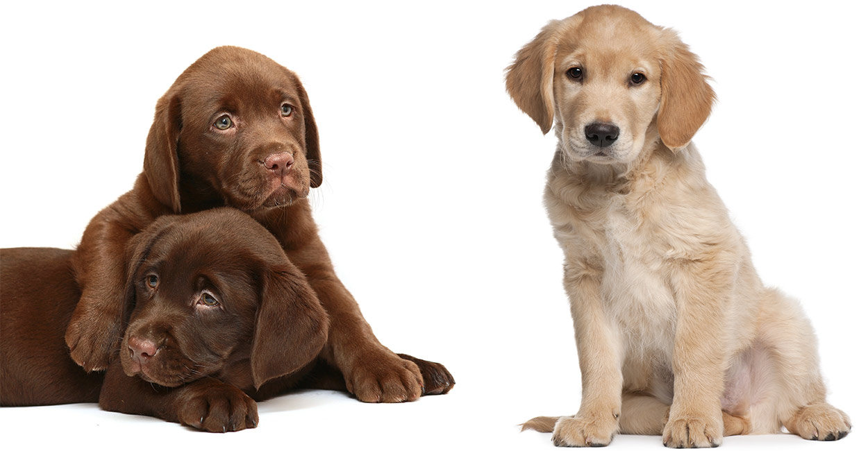 Golden Retriever vs. Labrador - GolDen Retriever Vs LabraDor HeaDer