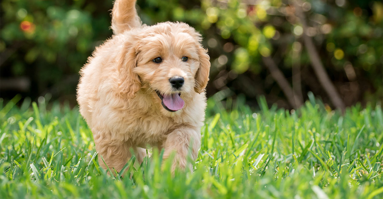 best puppy food for goldendoodle