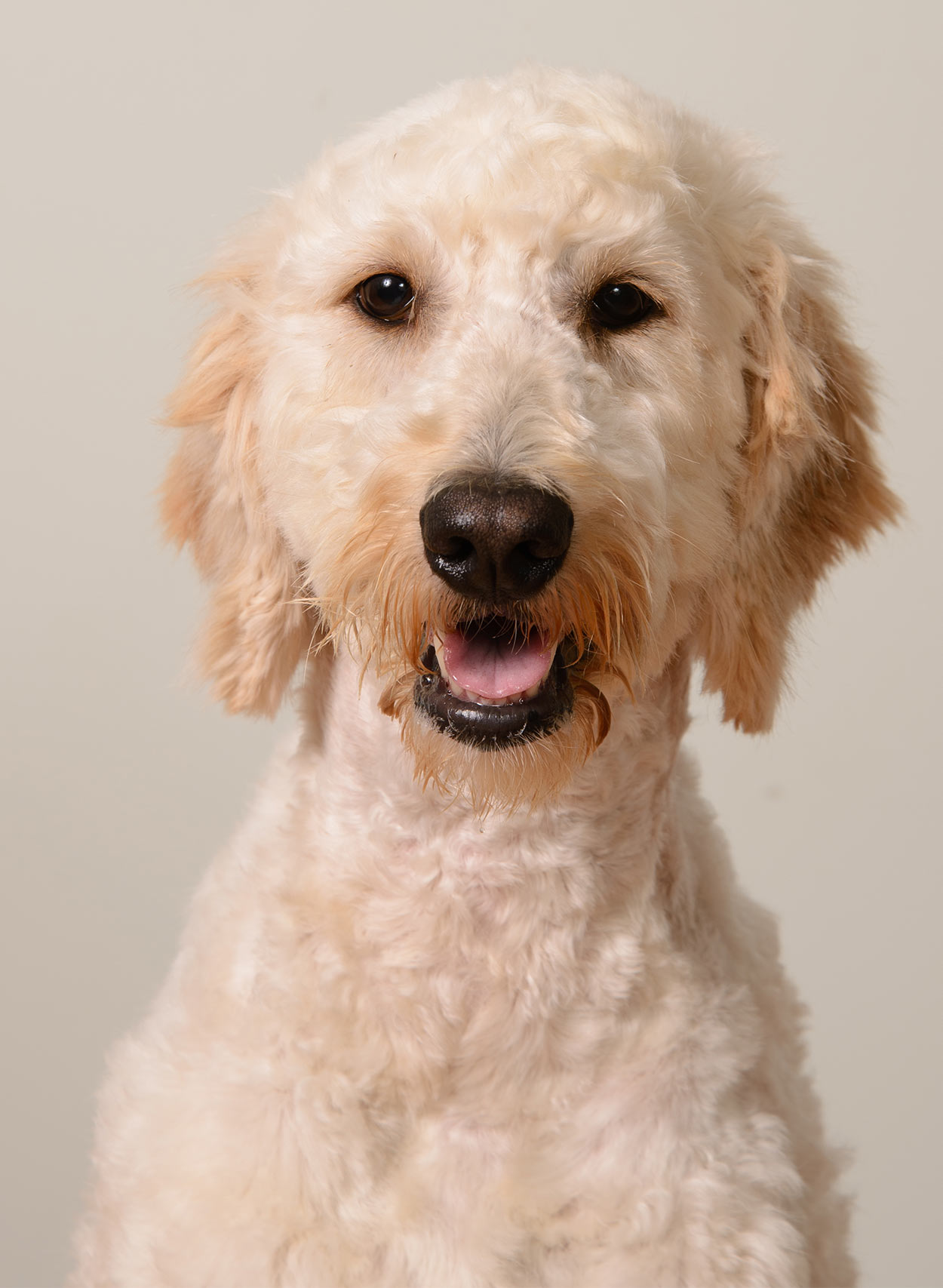 Best Food For Goldendoodle Puppies, Dogs and Seniors