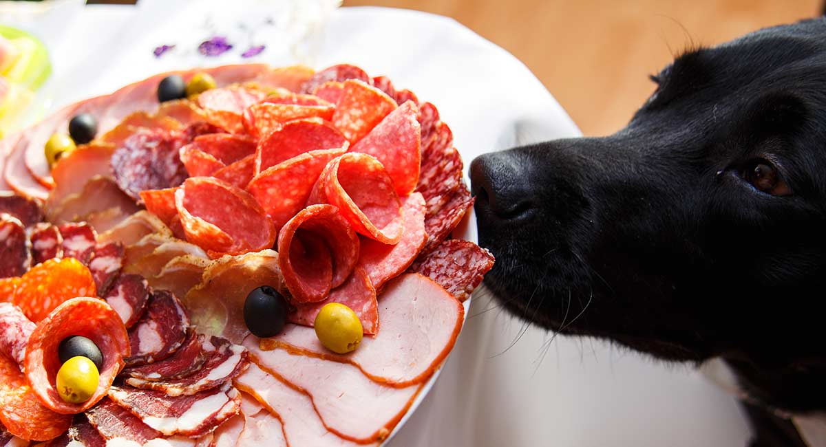 Do dogs need a low fat diet - this black dog looks at a plate of fatty food