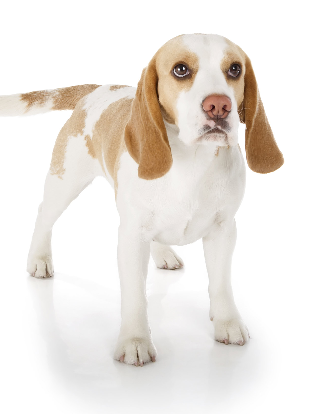 Lemon best sale beagle breeders