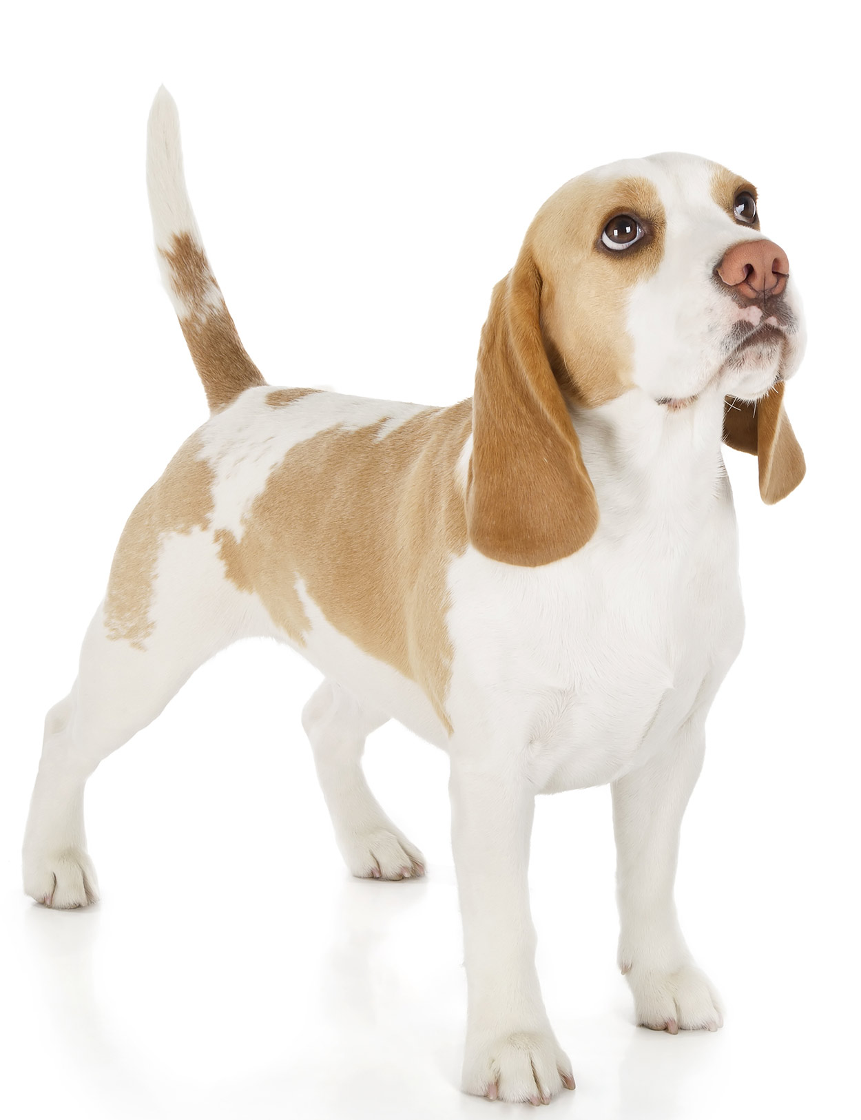 are white and lemon beagles rare