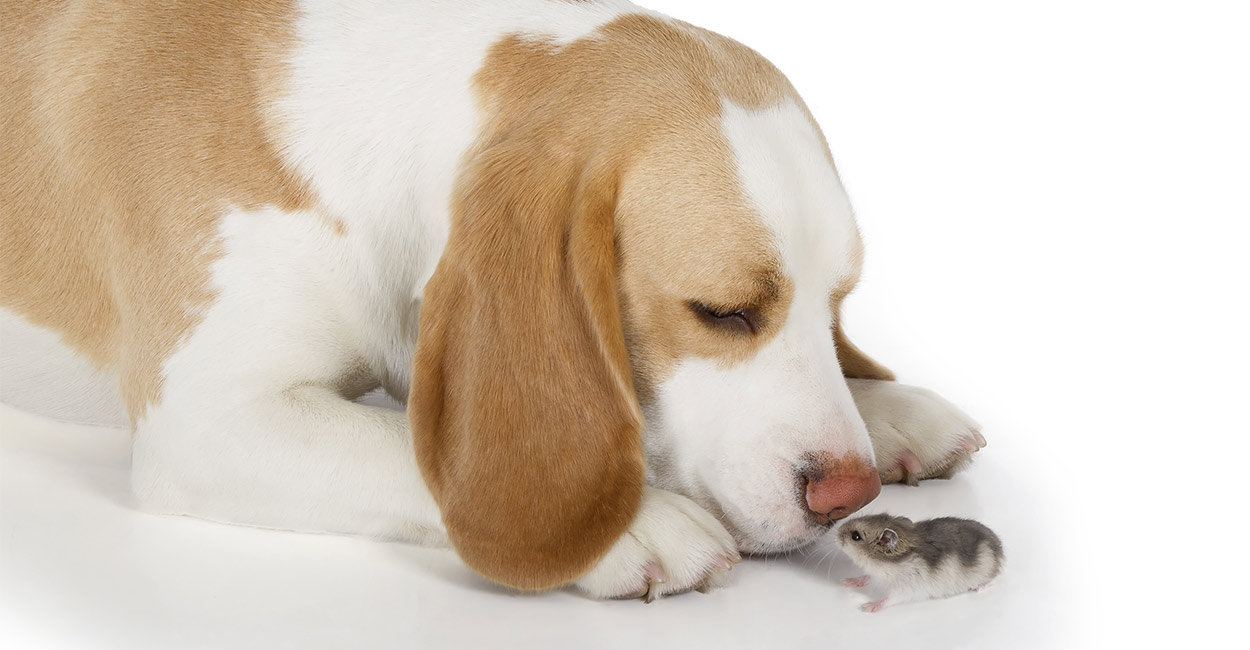 are white and lemon beagles rare