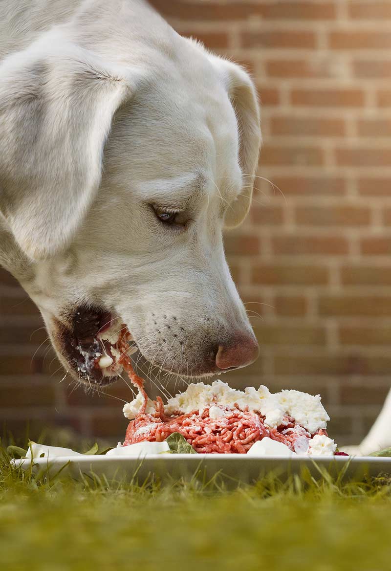 Low fat diets for dogs - good thing or bad