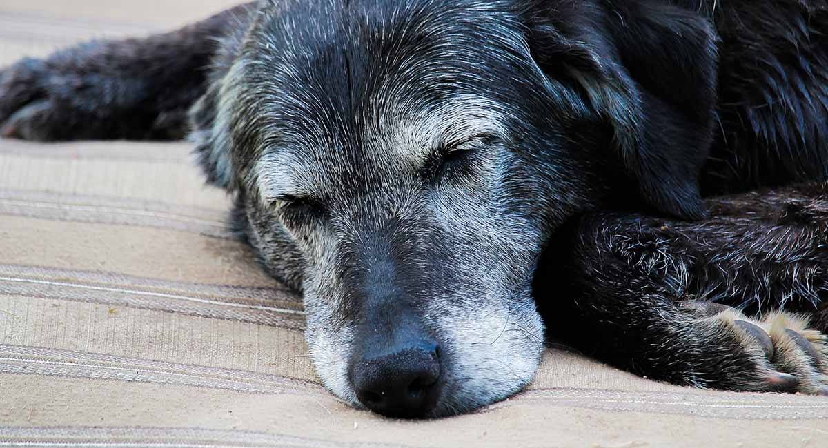 Old dog sleeping