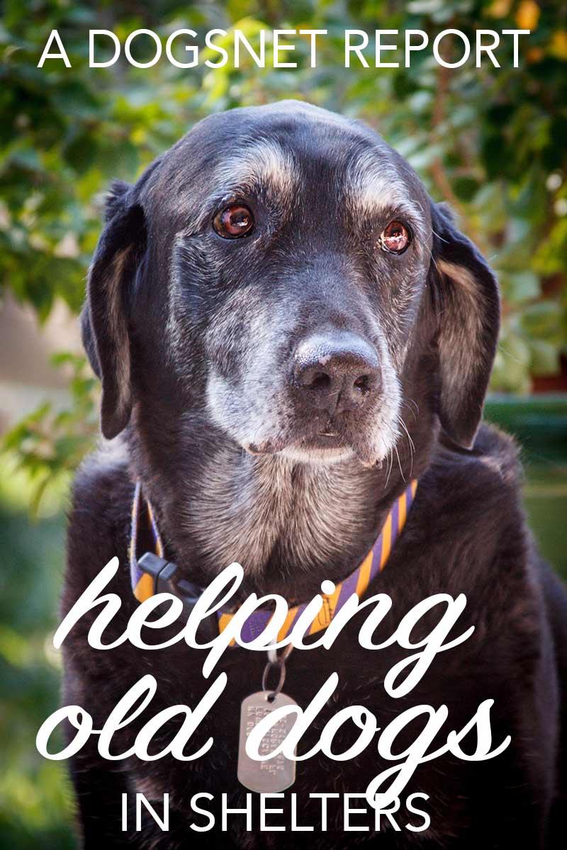 Senior Animal Shelter Dogs - A New Report On Improving Their Chances