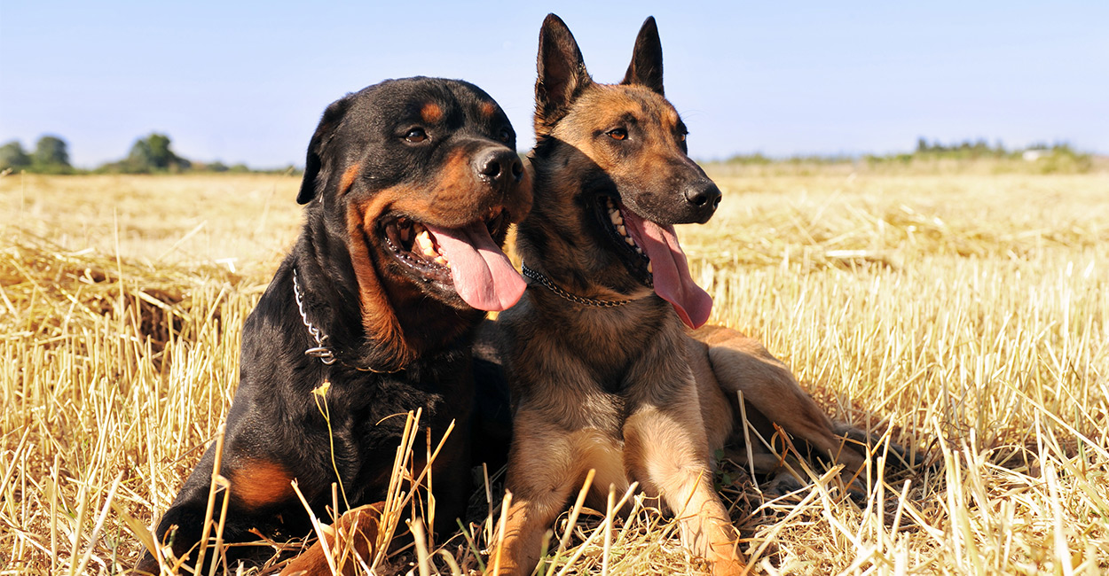 Rottweiler Malinois Mix Your Guide To This Cross Breed Puppy