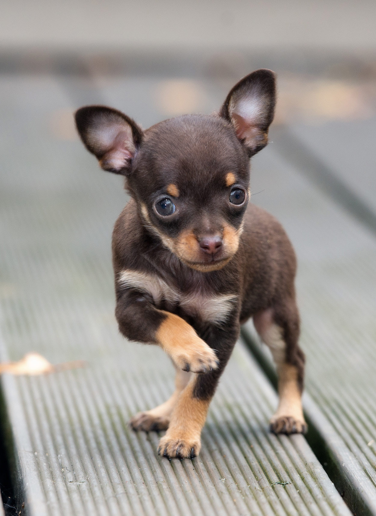 Teacup Chihuahua Is This Tiny Pup The Right Choice For
