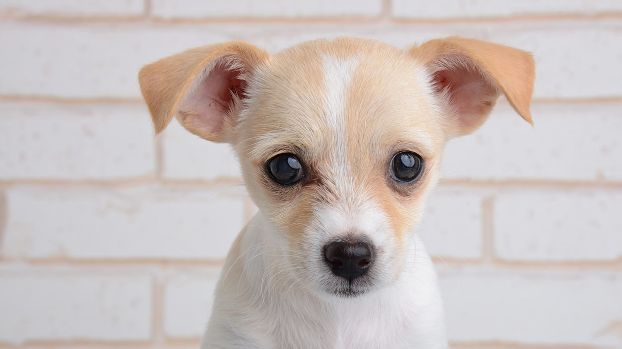 teacup Chihuahua