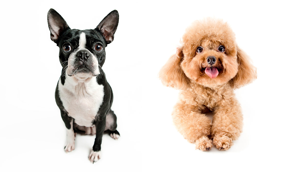 The Bossi Poo Your Guide To The Boston Terrier Poodle Mix