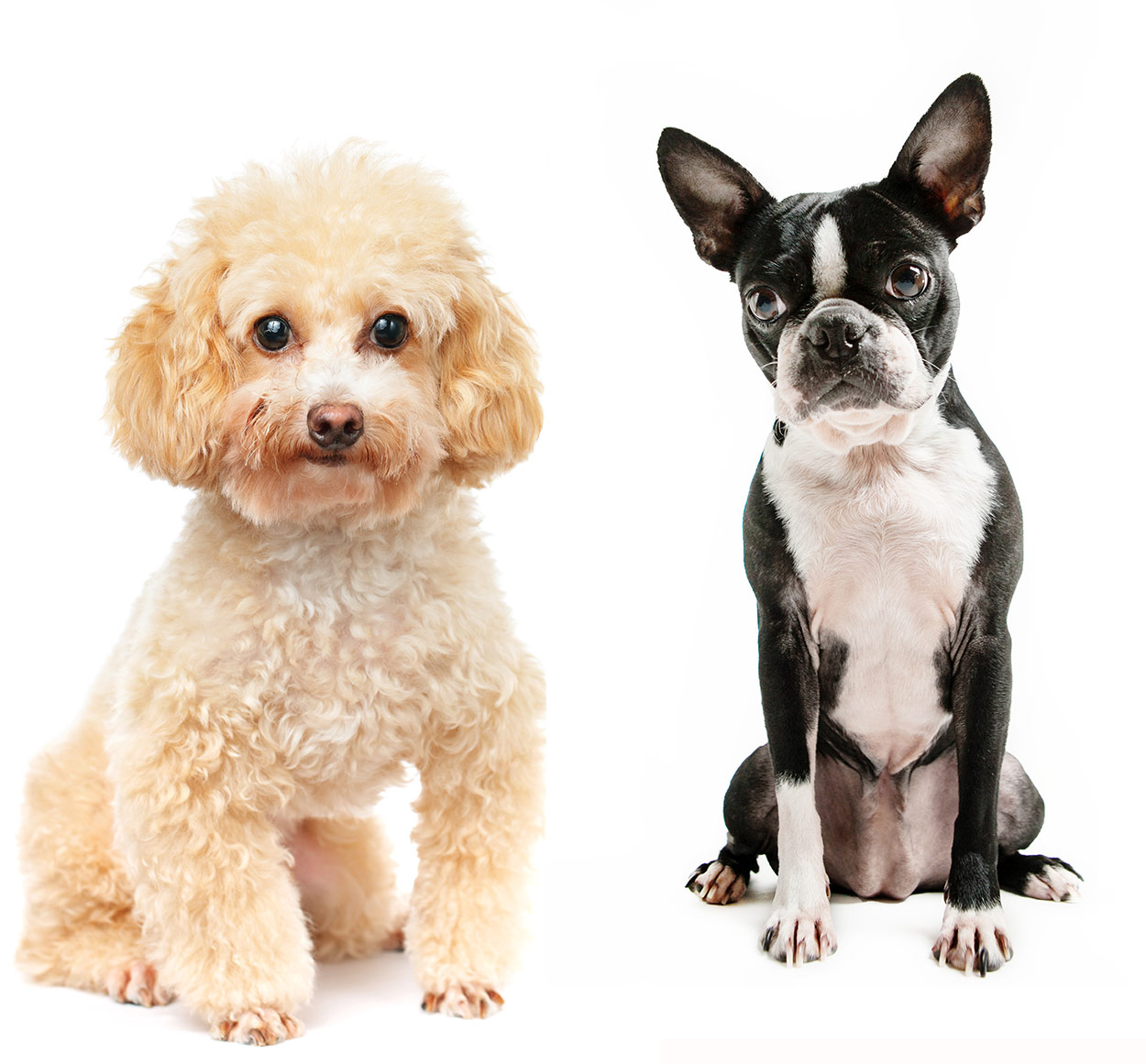 The BossiPoo, Your Guide To The Boston Terrier Poodle Mix