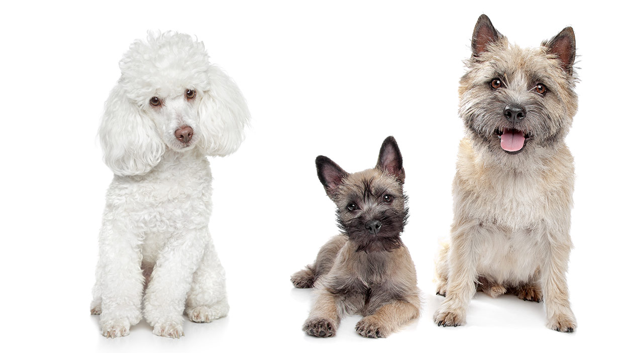 Is A Cairnoodle Your Top Puppy Choice? Your Guide The Terrier Poodle Mix