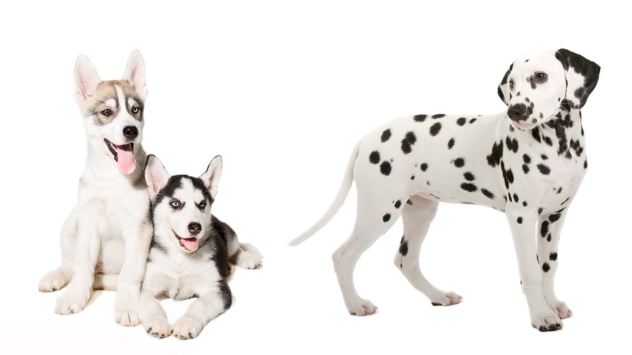 Cute Siberian Husky Dalmatian Mix