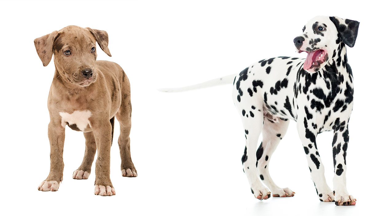 dalmatian mix puppies