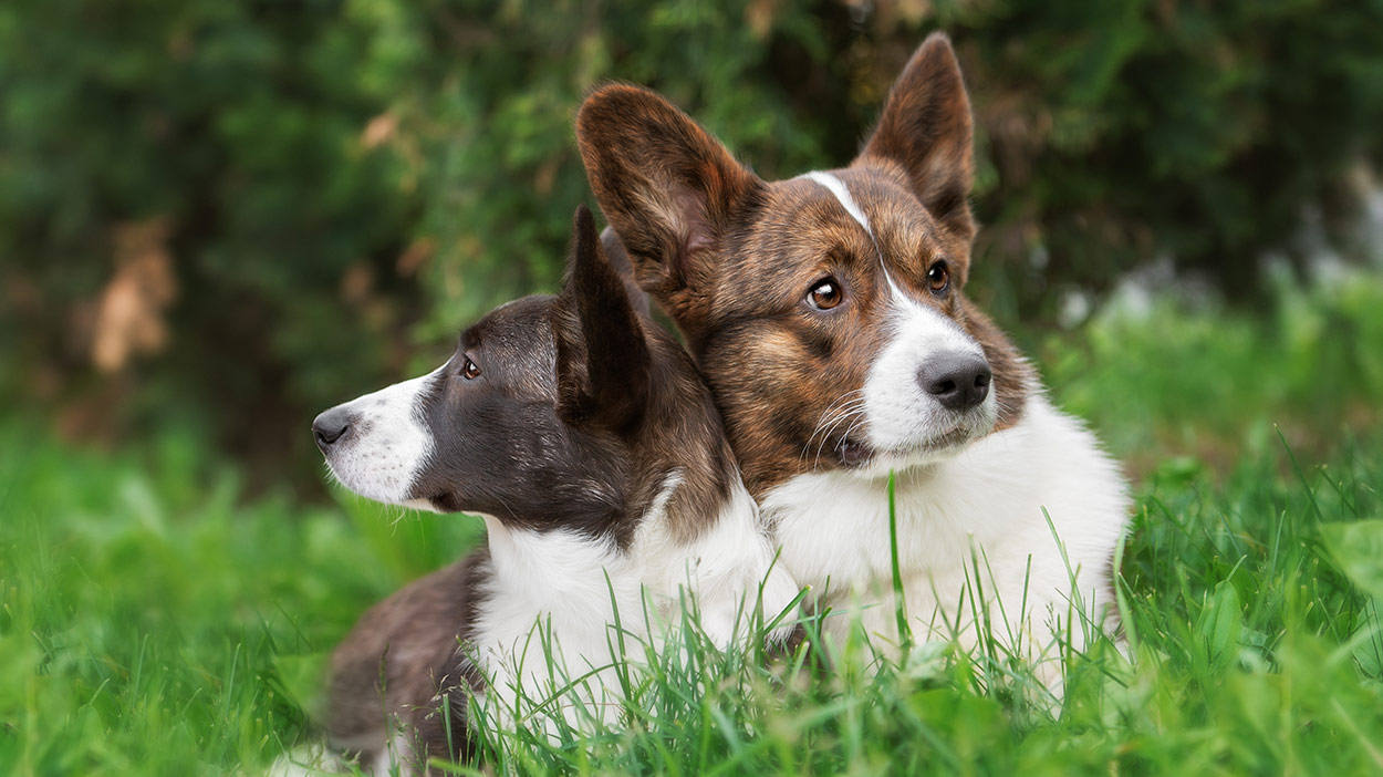 how often should you walk your saarloos wolfdog puppy