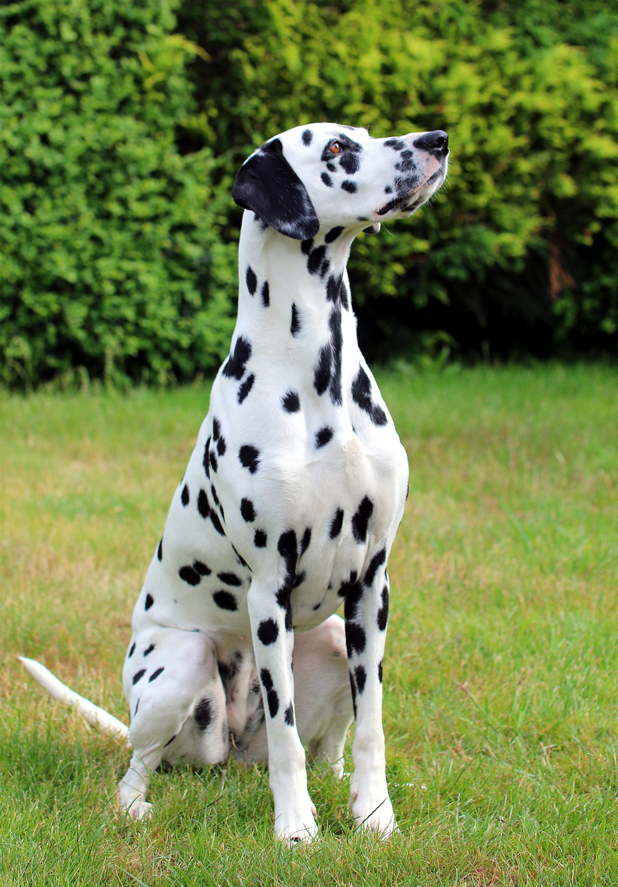 can eating slugs make dogs sick