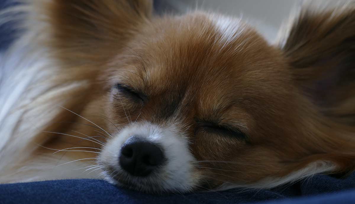 papillon cross puppies