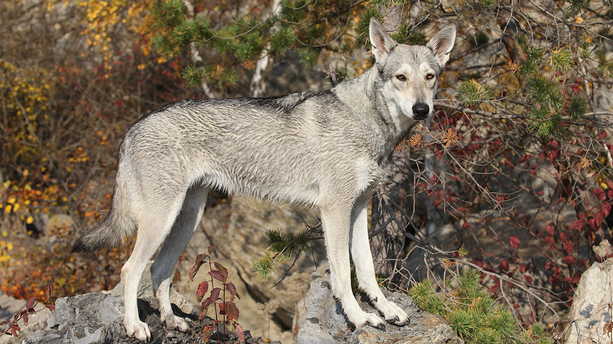Saarloos Wolfdog The Wild Pet You Could Share Your Home With