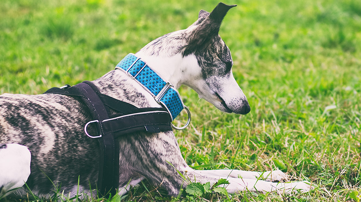 best greyhound harness