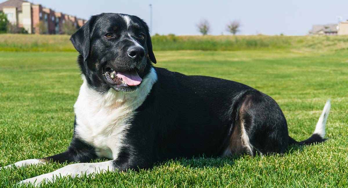 bernese mountain dog yellow lab mix