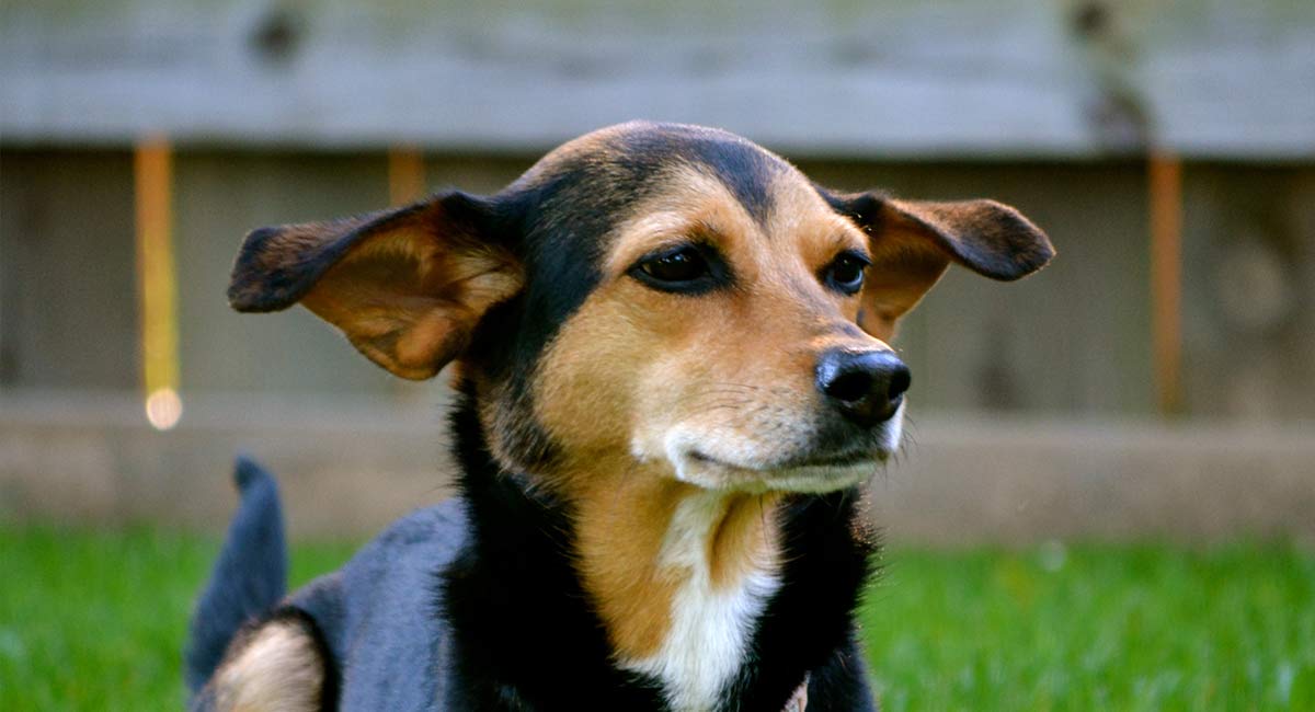 beagle doberman mix