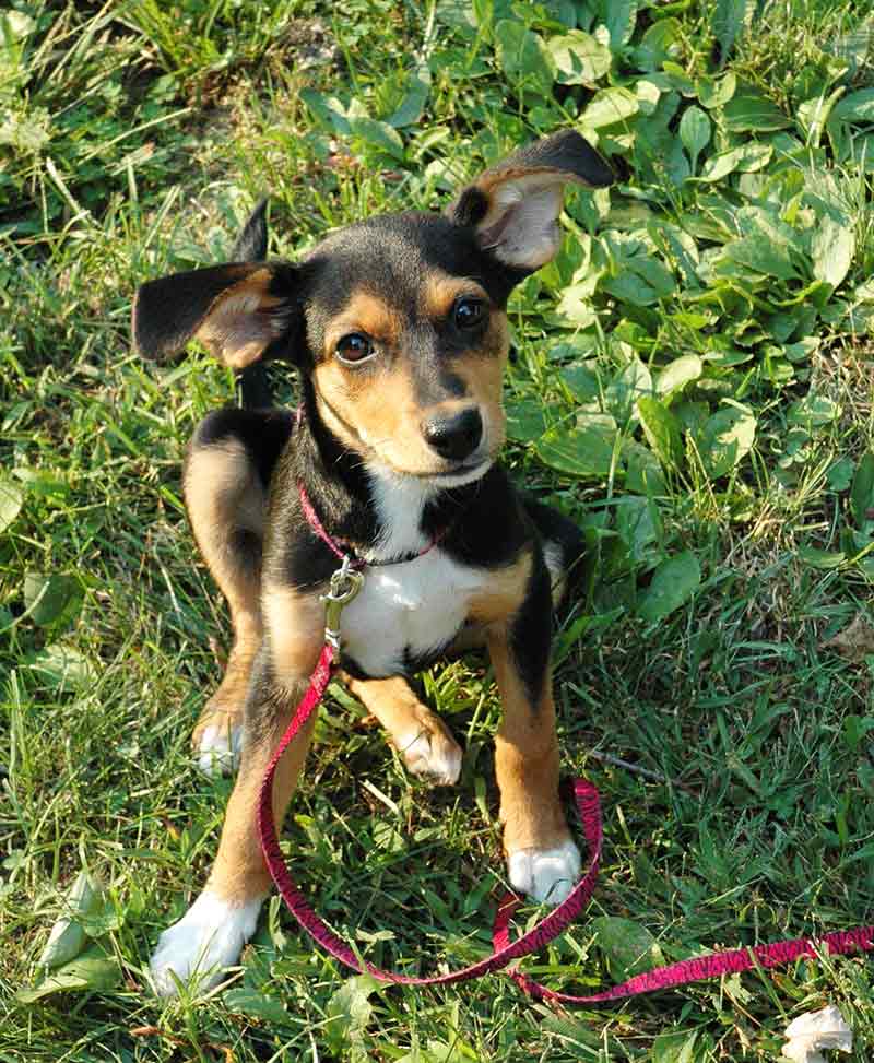 Meagle - Your Guide To The Miniature Pinscher Beagle Mix