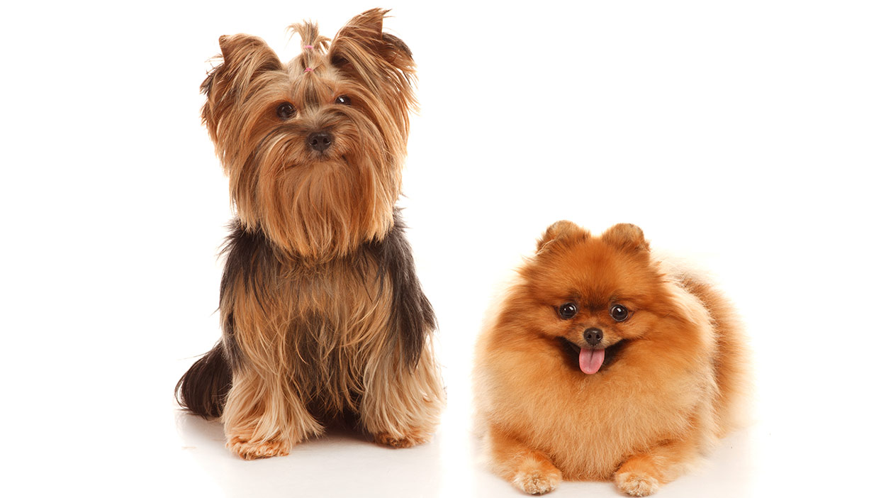 pomeranian x silky terrier