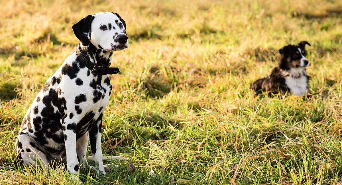 dalmatian german shepherd mix