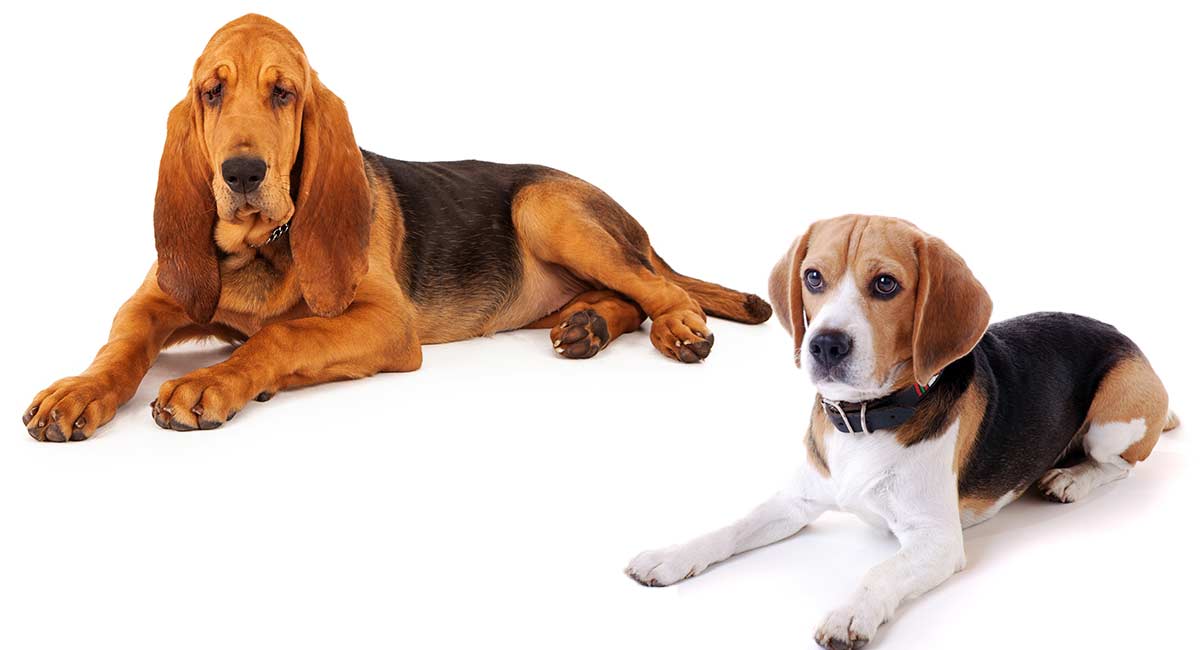 Buy Bloodhound Puppies In Maine USA