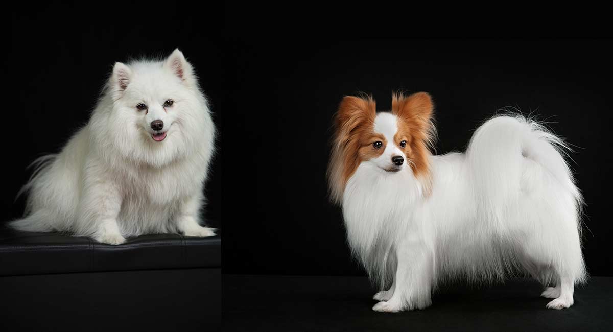 papillon mix breeds