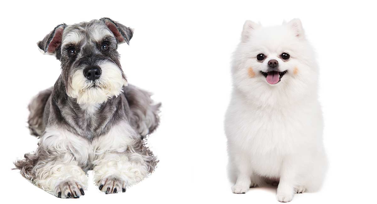 are schnauzer mixes hypoallergenic