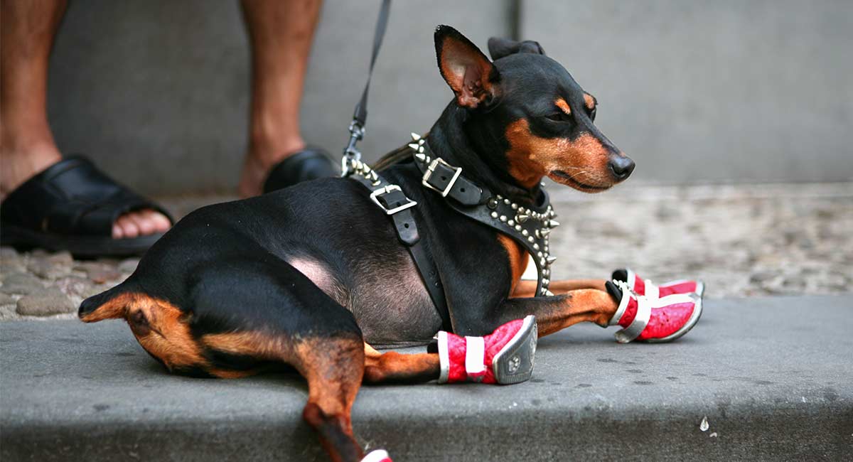 Best Dog Hiking Boots For OffRoading It With Your Pet