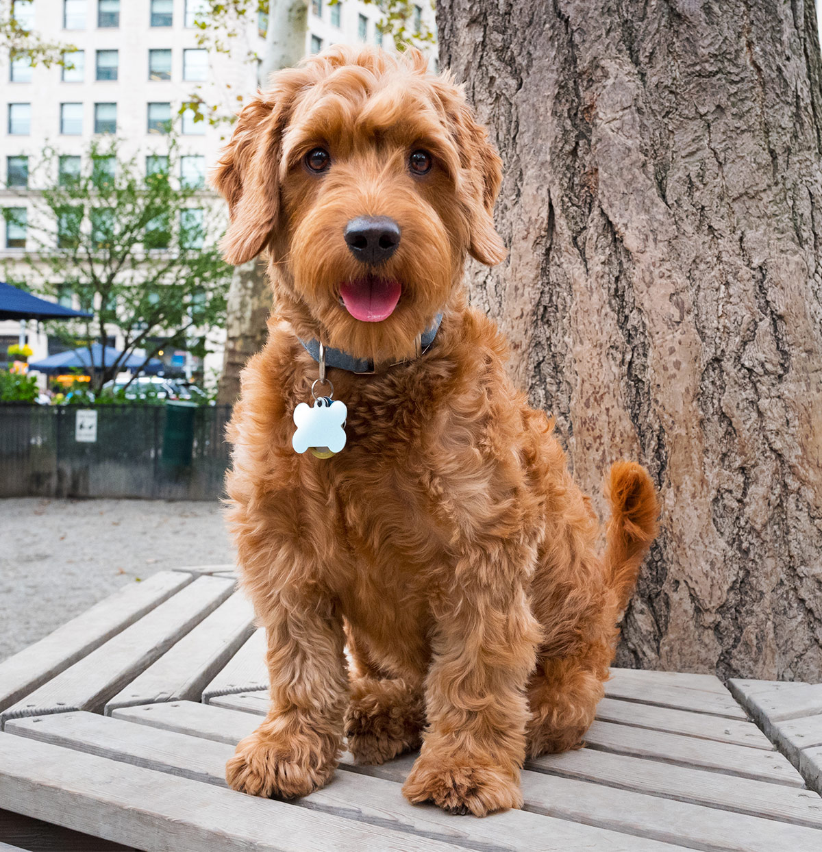 grooming a curly goldendoodle